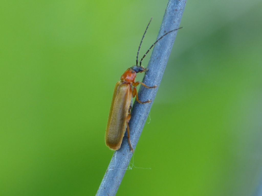 Rhagonicha lutea o nigriceps?    Rhagonicha nigriceps